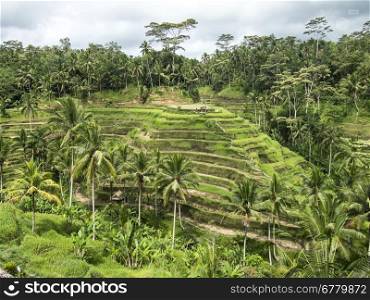 Rice paddies on a steep hill are terraced along the contours of the hillside to create growing areas on a farm on the island of Bali in Indoneisa.