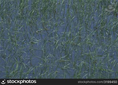 Rice paddy aerial