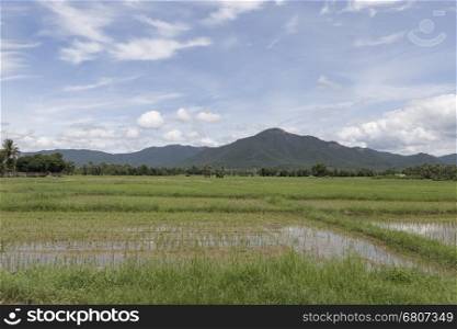 rice paddy field and mountain hill landscape