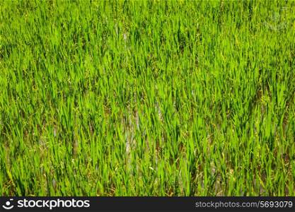 Rice paddy field close up. Cambodia