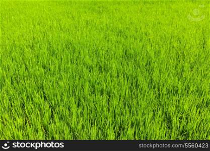 Rice paddy field close up. Tamil Nadu, India