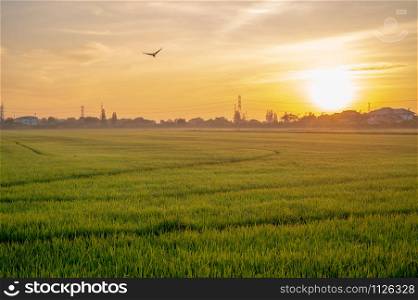 Rice paddy field landscape with warm orange sunrise in the morning. Beautiful countryside of Bangkok.