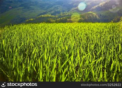 Rice paddy in a field, Jinkeng Terraced Field, Guangxi Province, China
