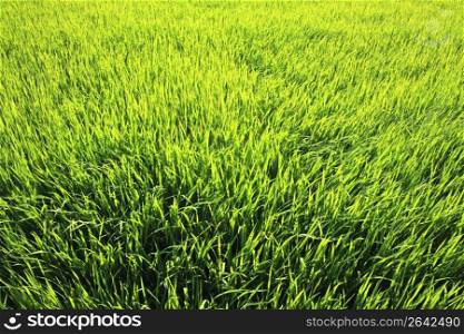 Rice paddy in summer