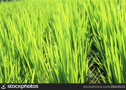Rice paddy in summer