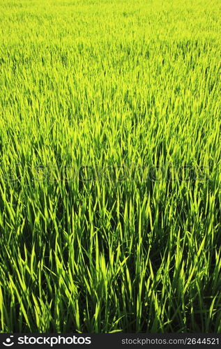 Rice paddy in summer