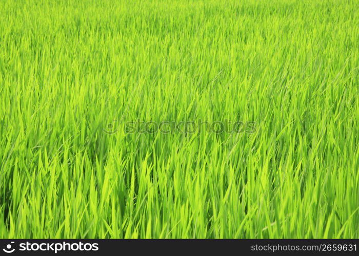 Rice paddy in summer