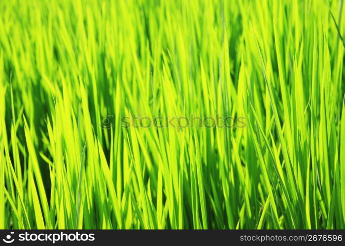 Rice paddy in summer