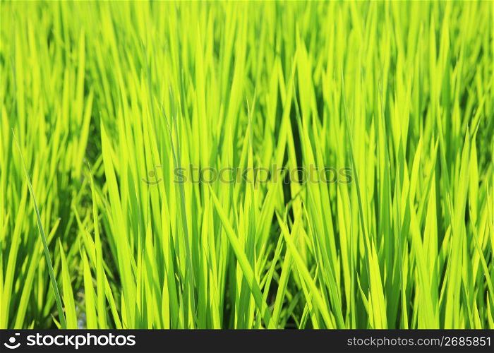 Rice paddy in Summer