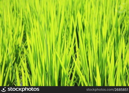 Rice paddy in Summer