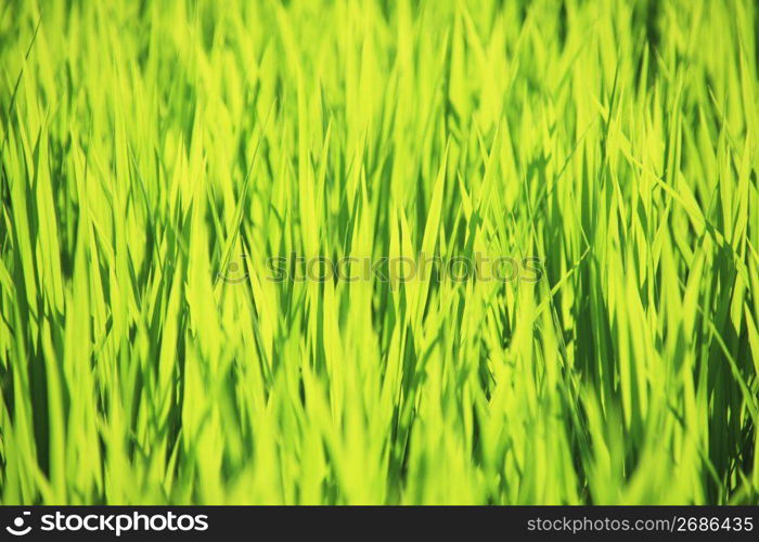 Rice paddy in summer