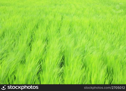 Rice paddy in summer