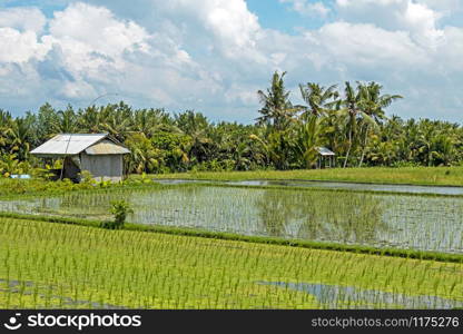 Rice paddy in the countryside from Bali in Indonesia