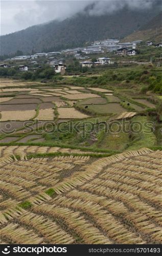 Rice paddy with a town in the background, Paro Valley, Paro District, Bhutan