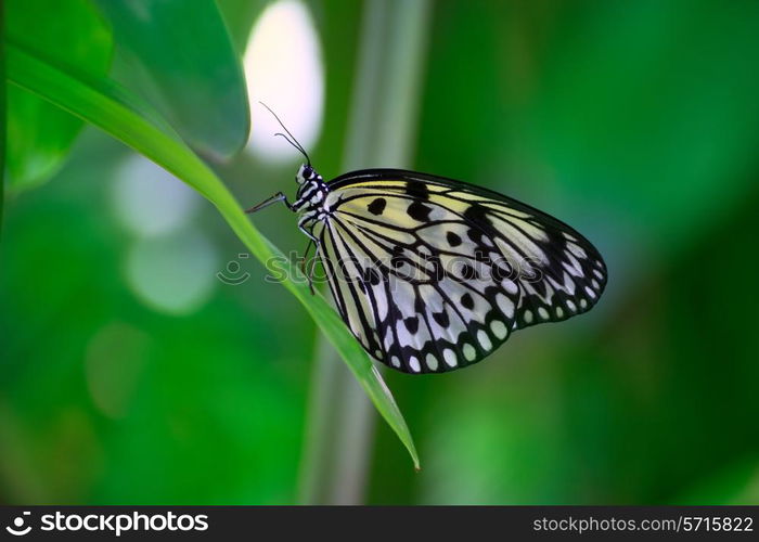 Rice Paper butterfly Idea leuconoe in green leaf outdoor