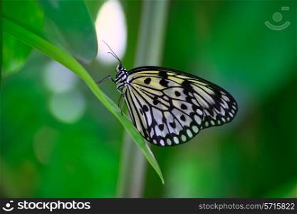 Rice Paper butterfly Idea leuconoe in green leaf outdoor