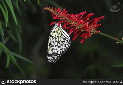 Rice paper butterfly on red flower