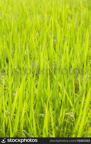 Rice plant