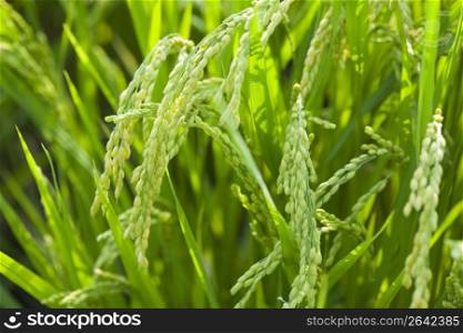 Rice plant
