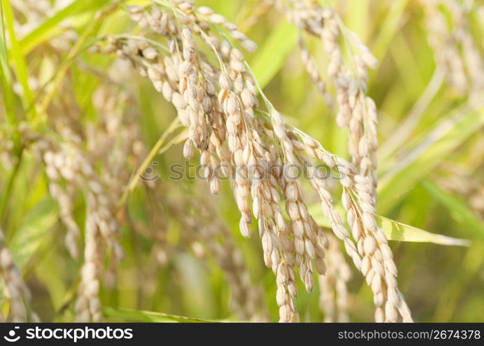 Rice plant