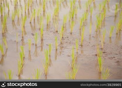 rice plant farmers planting rice. rice plant growing