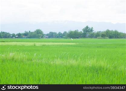 rice plant farmers planting rice. rice plant growing