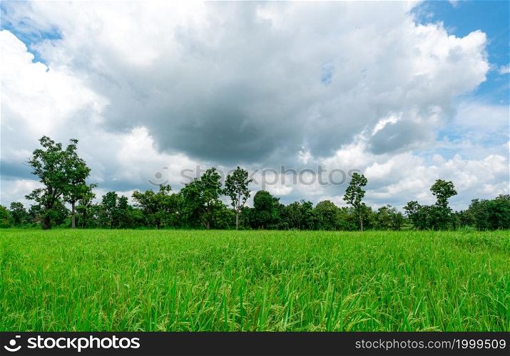Rice plantation. Green rice paddy field. Organic rice farm in Asia. Rice growing agriculture. Green paddy field. Paddy-sown ricefield cultivation. The landscape of agricultural farm with blue sky.