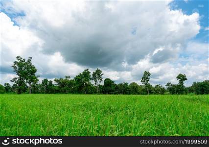 Rice plantation. Green rice paddy field. Organic rice farm in Asia. Rice growing agriculture. Green paddy field. Paddy-sown ricefield cultivation. The landscape of agricultural farm with blue sky.