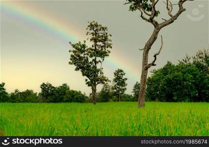 Rice plantation. Green rice paddy field. Rice growing agriculture. Green paddy field. Paddy-sown ricefield cultivation. The landscape of agricultural farm with rainbow on the sky in the rainy season.