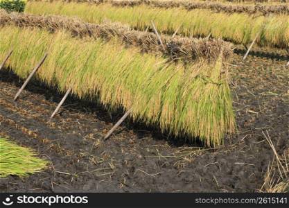 Rice reaping