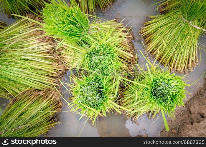 rice seedling in paddy farm