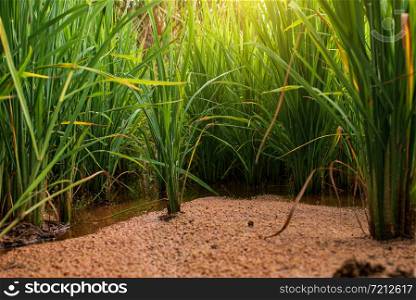 Rice seedlings in a low angle plot