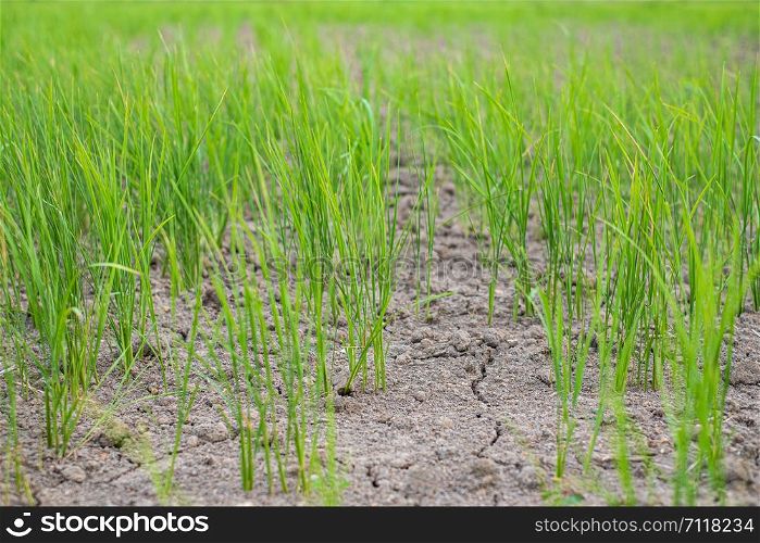 Rice seedlings in a paddy field growing racked and dry soil in arid areas landscape