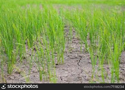Rice seedlings in a paddy field growing racked and dry soil in arid areas landscape
