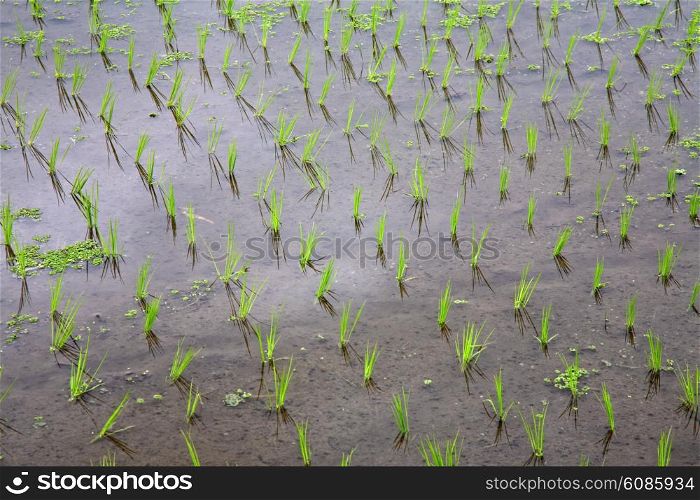 rice seedlings in a water on the paddy field, Bali, Indonesia