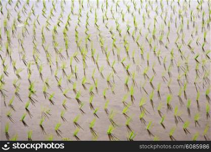 rice seedlings in a water on the paddy field, Bali, Indonesia