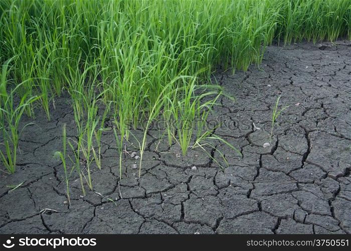 Rice seedlings were grown to a spike. The food is consumed