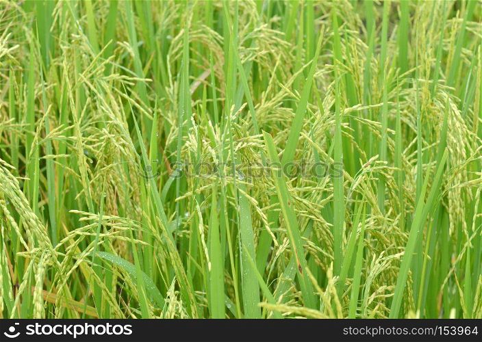 Rice. Spikelet of rice on the background of green leaves