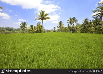 rice terraces, Bali, Indonesia