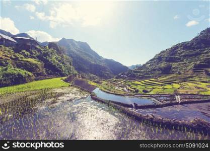 Rice terraces. Beautiful Green Rice terraces in the Philippines. Rice cultivation in the Luzon island.