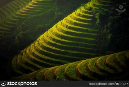 Rice terraces in the morning light. Chiang mai. Thailand