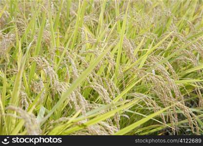 Ricefield