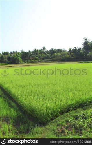 Ricefield with bright juicy shoots of rice