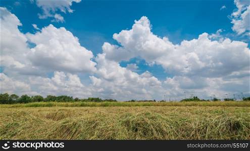 Rices field landscape with clouds and blue sky background.