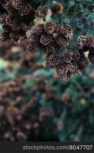 Rich group of pine cones on tree branch in selective focus, vertical image. Outdoors in sunlight. Location is along Skyline Drive in Homer, Alaska.