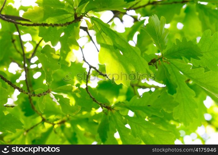 rich oak foliage