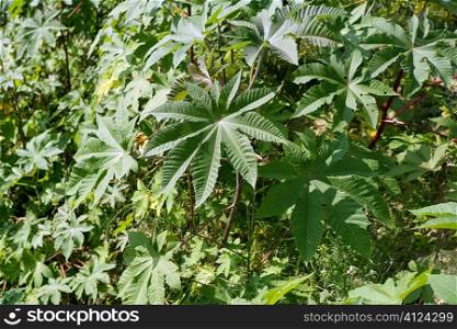 Ricinus communis, Castor Bean Plant seeds to get castor oil, medical