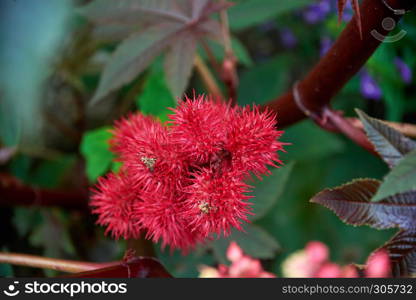 ricinus tree with fruits