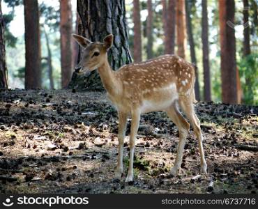 Ricke. doe in the forest of Brandenburg
