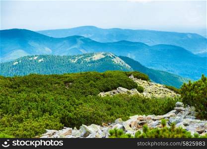 Ridge of blue mountains covered with green forest. Ukraine, Carpathian